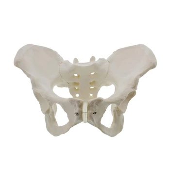 Модель женского таза в натуральную величину, модель бедра - модель женской анатомии, модель тазовой кости, модель таза, анатомическая модель женщины