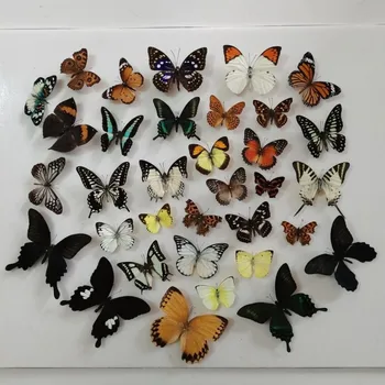 Натуральный несмонтированный образец Rhopalocera / Le Papillon / Butterfly Материал для художественного оформления