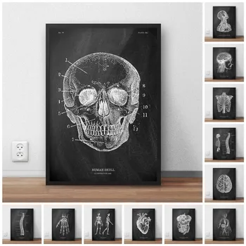 Современное искусство, декор стен дома, дизайн классной доски, Схема анатомии внутренних органов человека, холст, плакат Z11